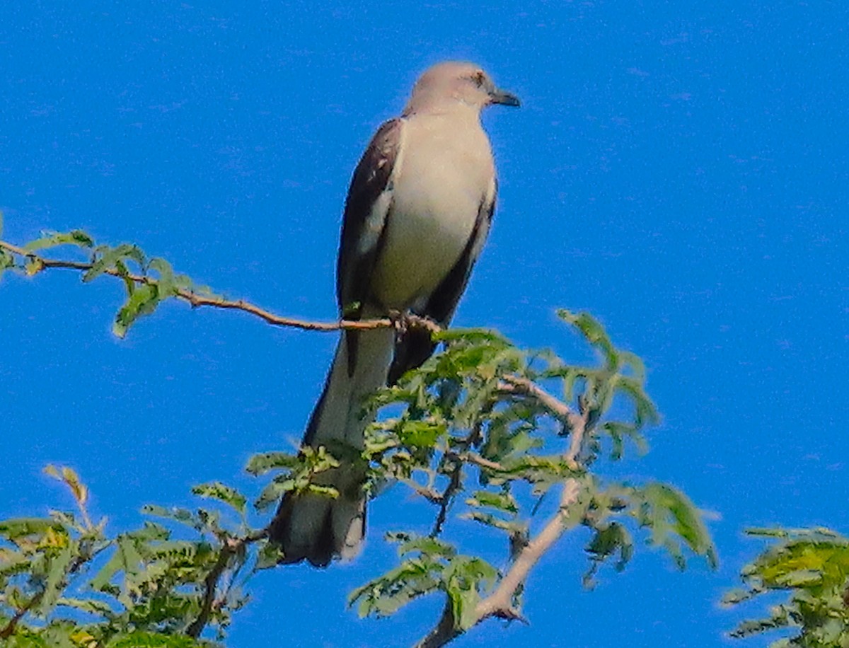 Пересмішник багатоголосий - ML629356824