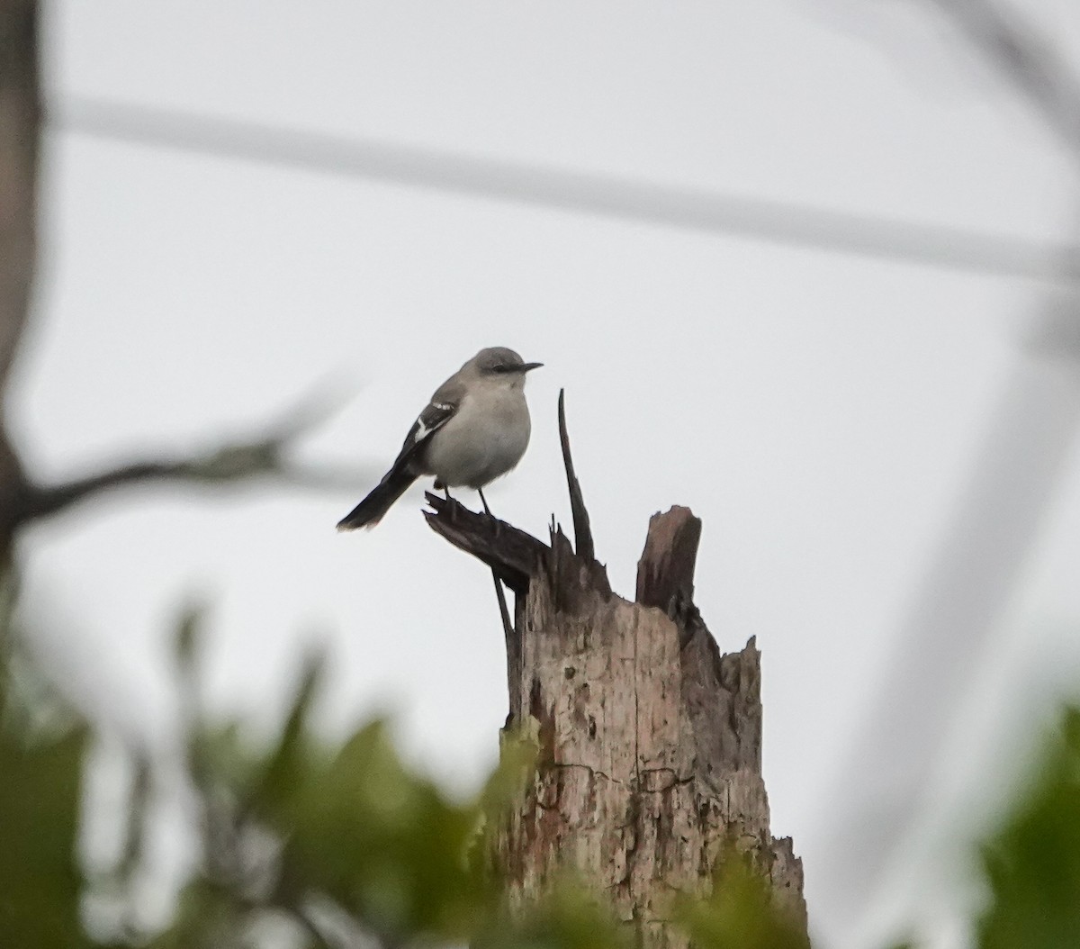 Northern Mockingbird - ML629356828