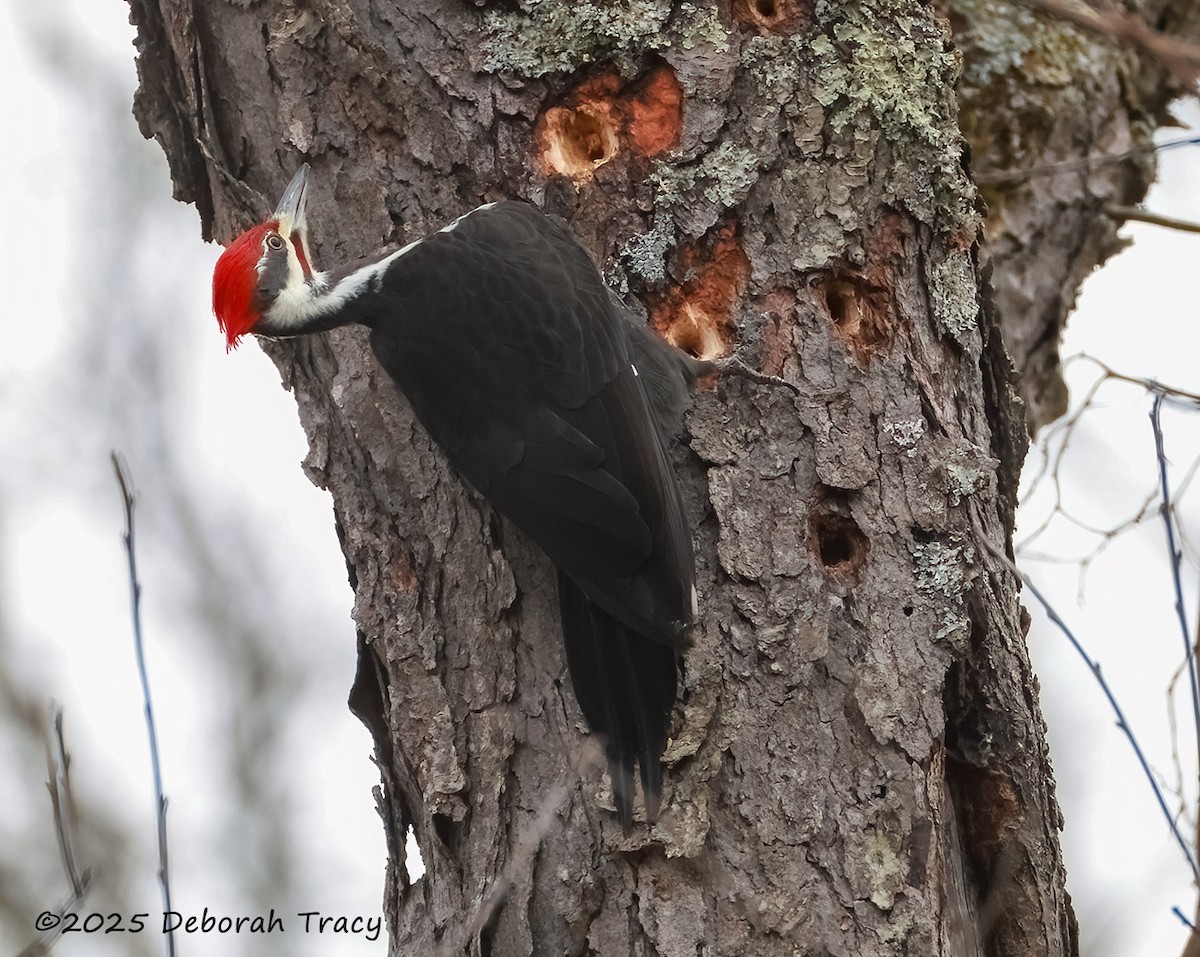 Pileated Woodpecker - ML629356897