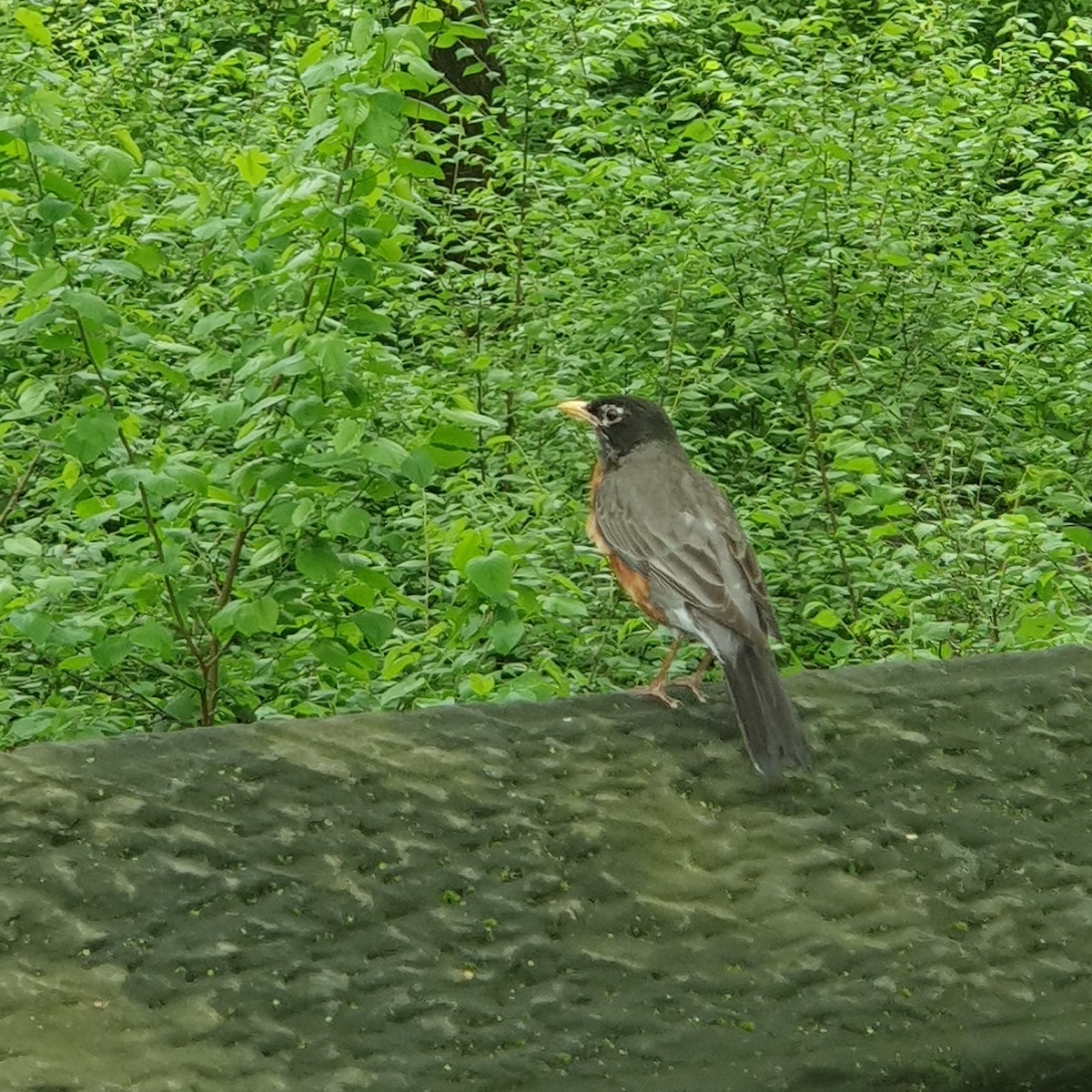 American Robin - ML629356944