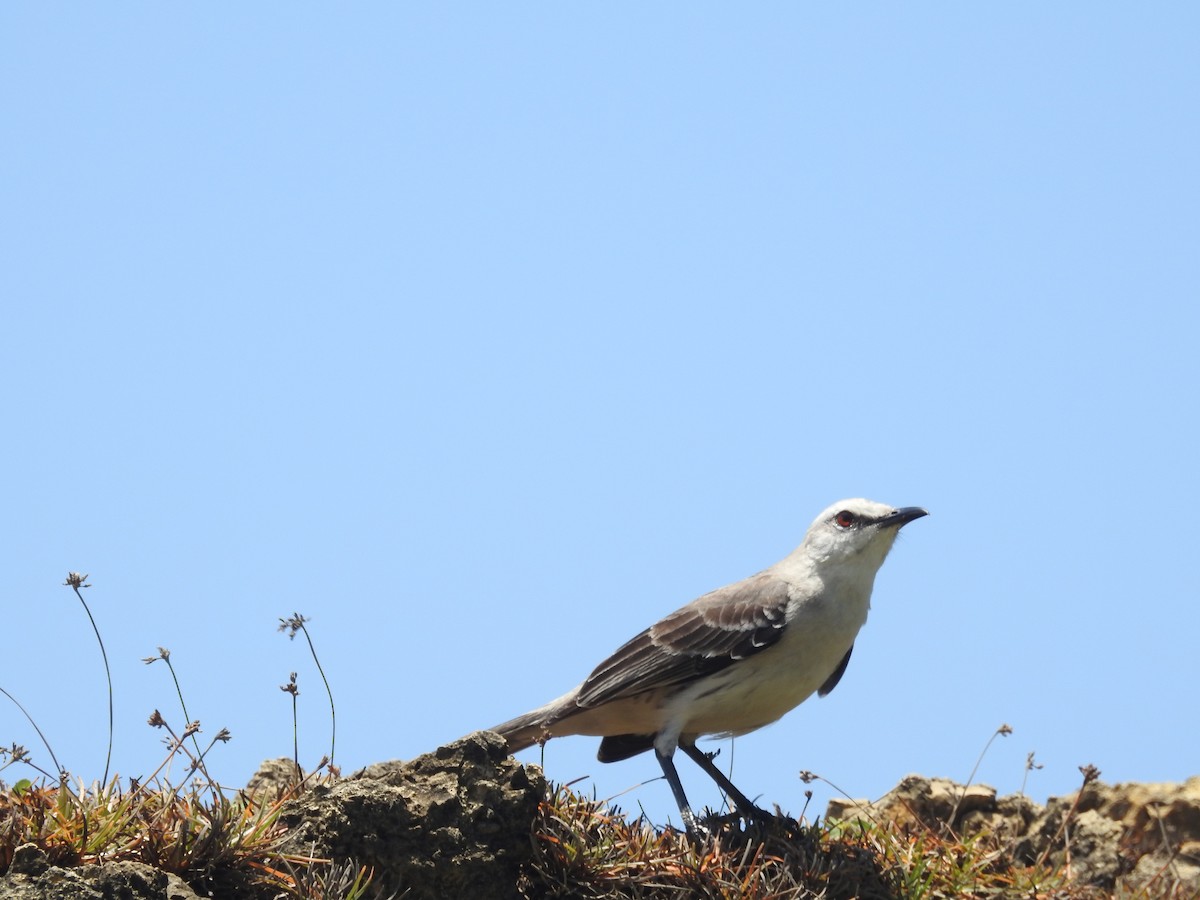 Tropical Mockingbird - ML629356970