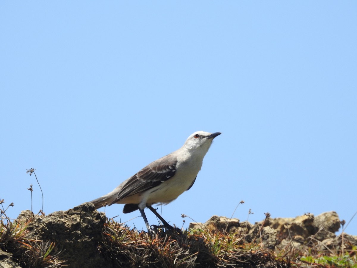 Tropical Mockingbird - ML629356971
