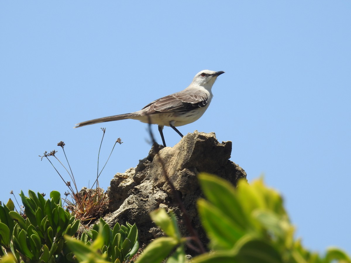 Tropical Mockingbird - ML629356972