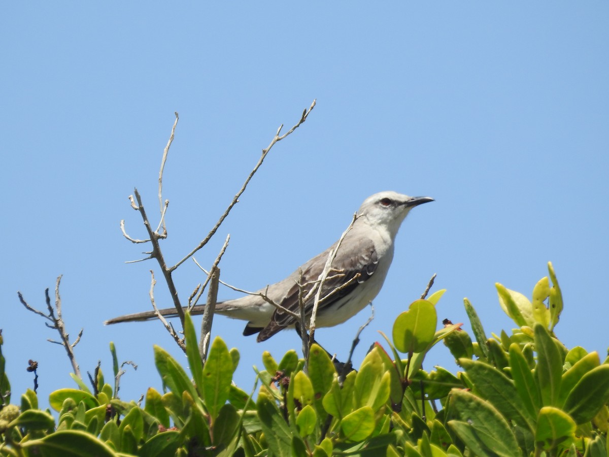 Tropical Mockingbird - ML629356973