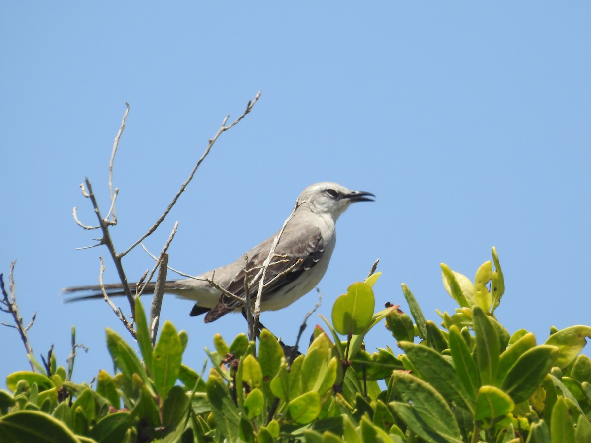 Tropical Mockingbird - ML629356974