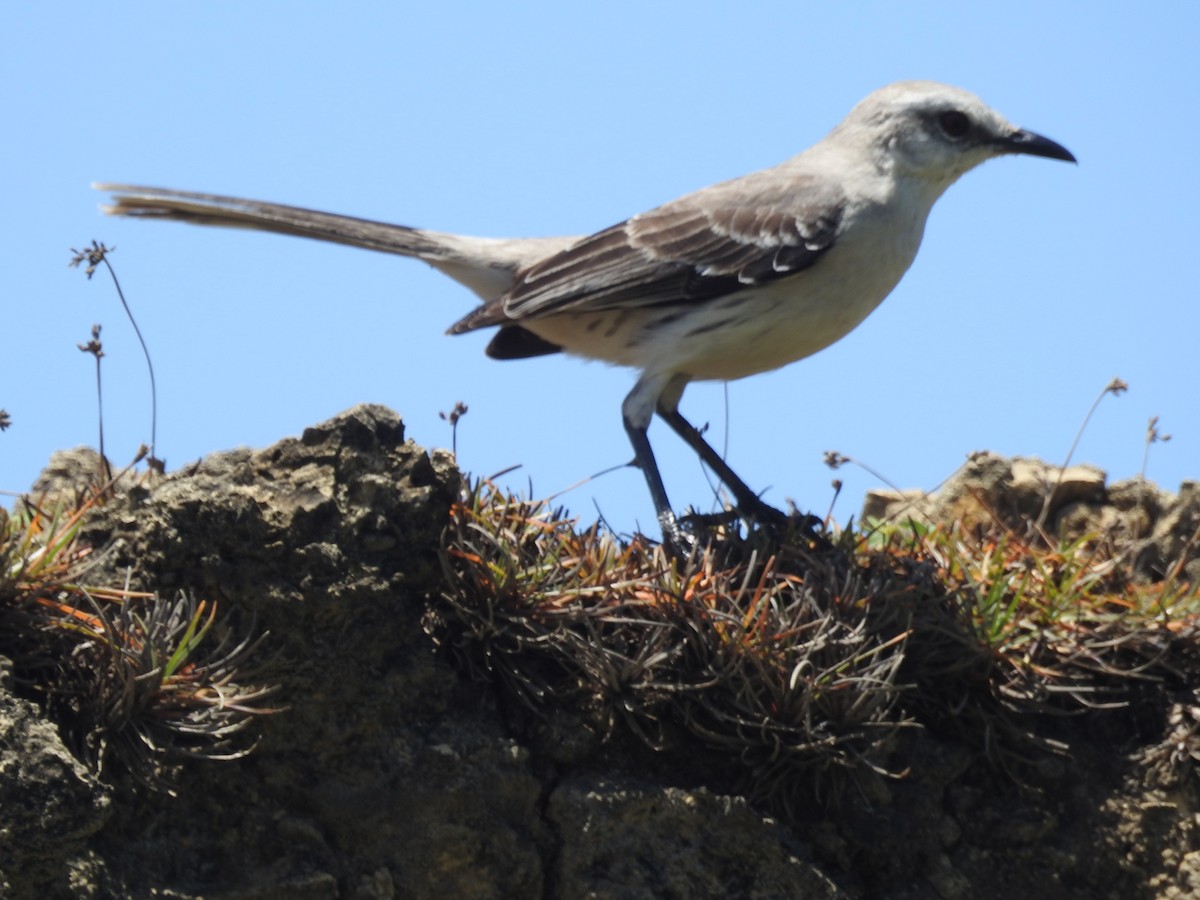 Tropical Mockingbird - ML629356975