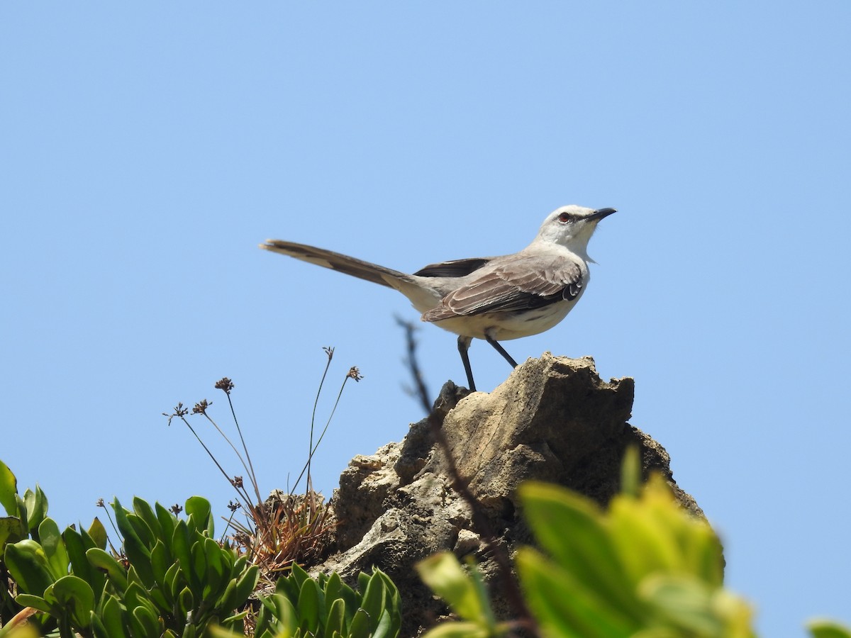 Tropical Mockingbird - ML629356976