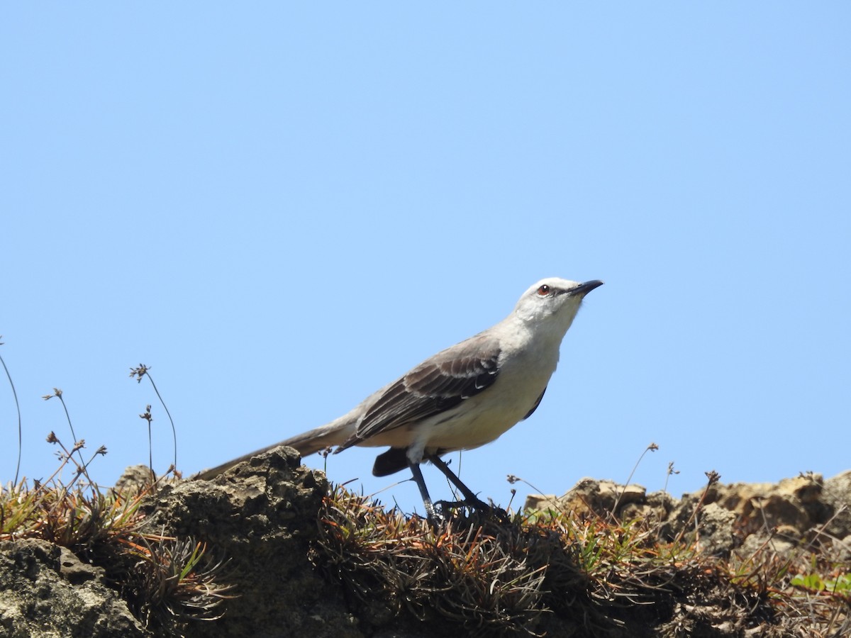 Tropical Mockingbird - ML629356978