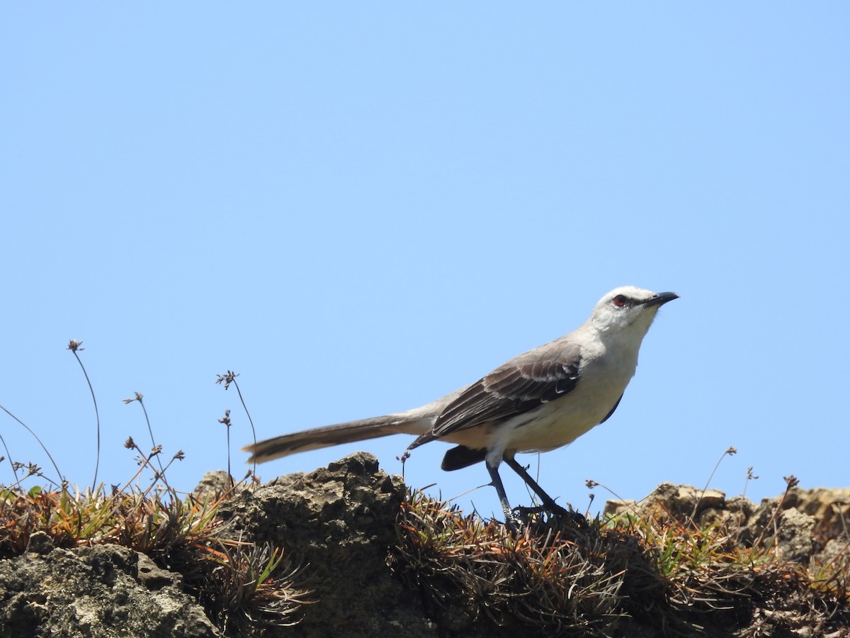 Tropical Mockingbird - ML629356981