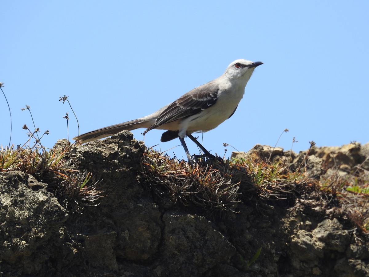 Tropical Mockingbird - ML629356982