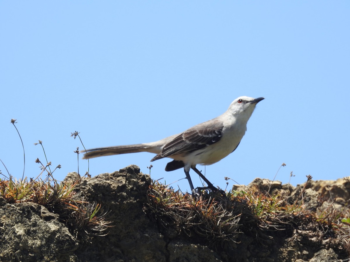 Tropical Mockingbird - ML629356983