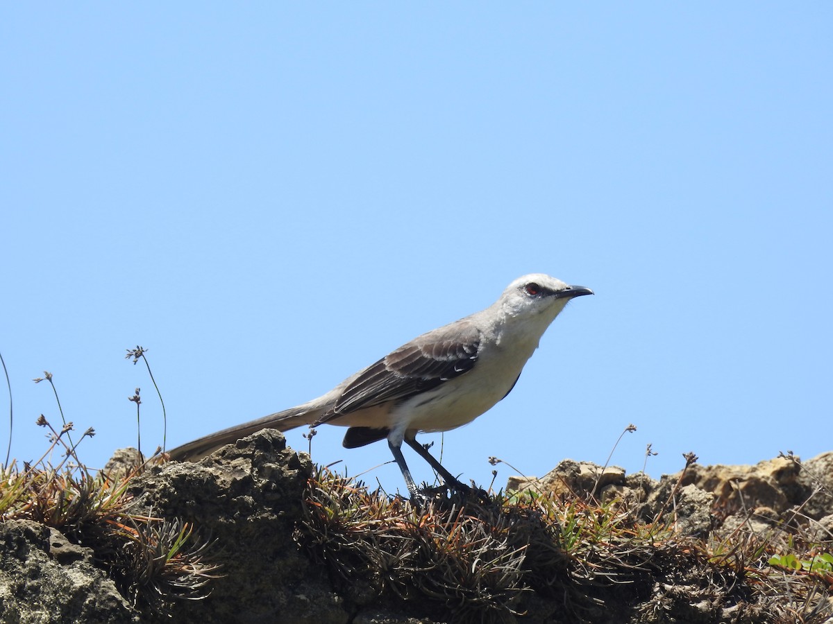 Tropical Mockingbird - ML629356984