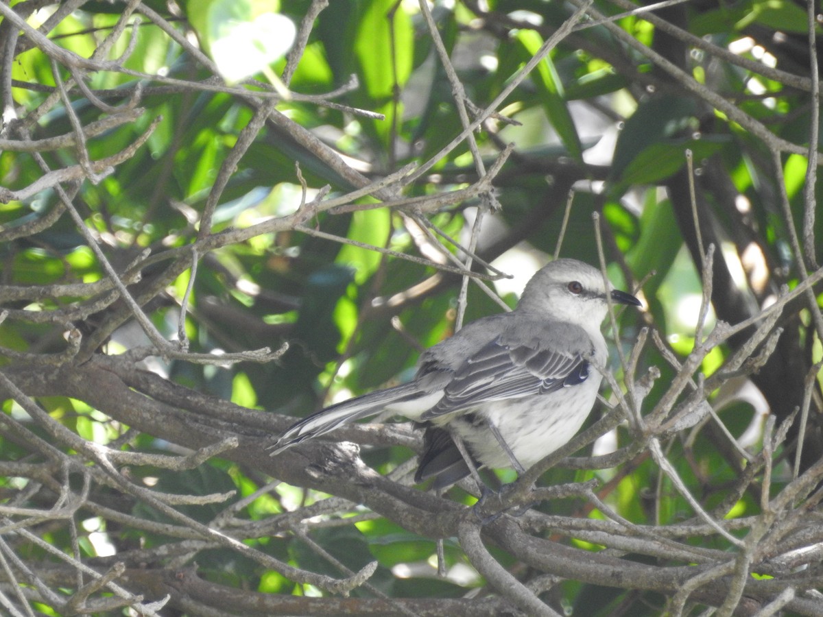 Tropical Mockingbird - ML629356985
