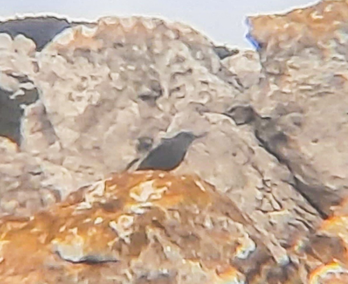 Passero solitario (solitarius/longirostris) - ML629357047