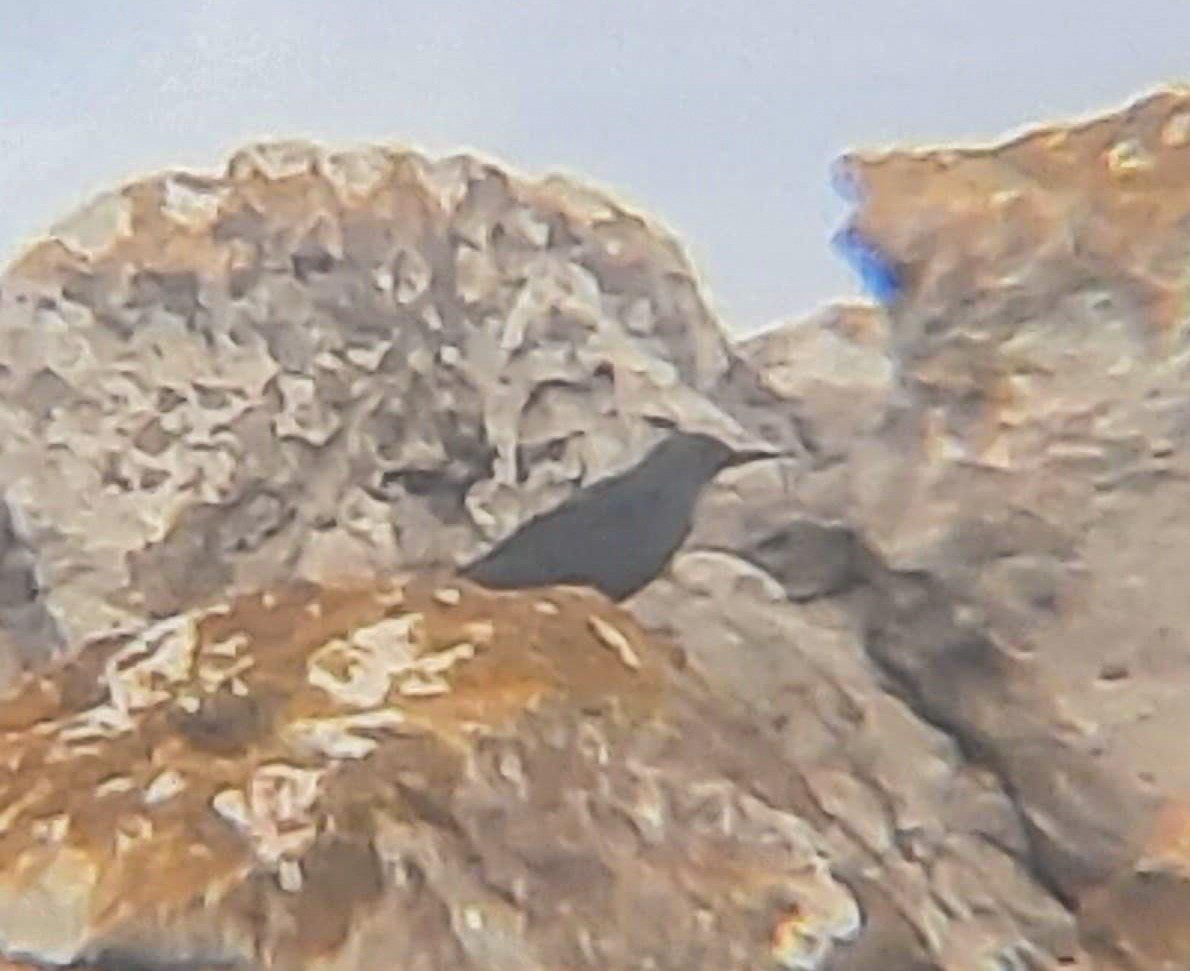 Passero solitario (solitarius/longirostris) - ML629357048