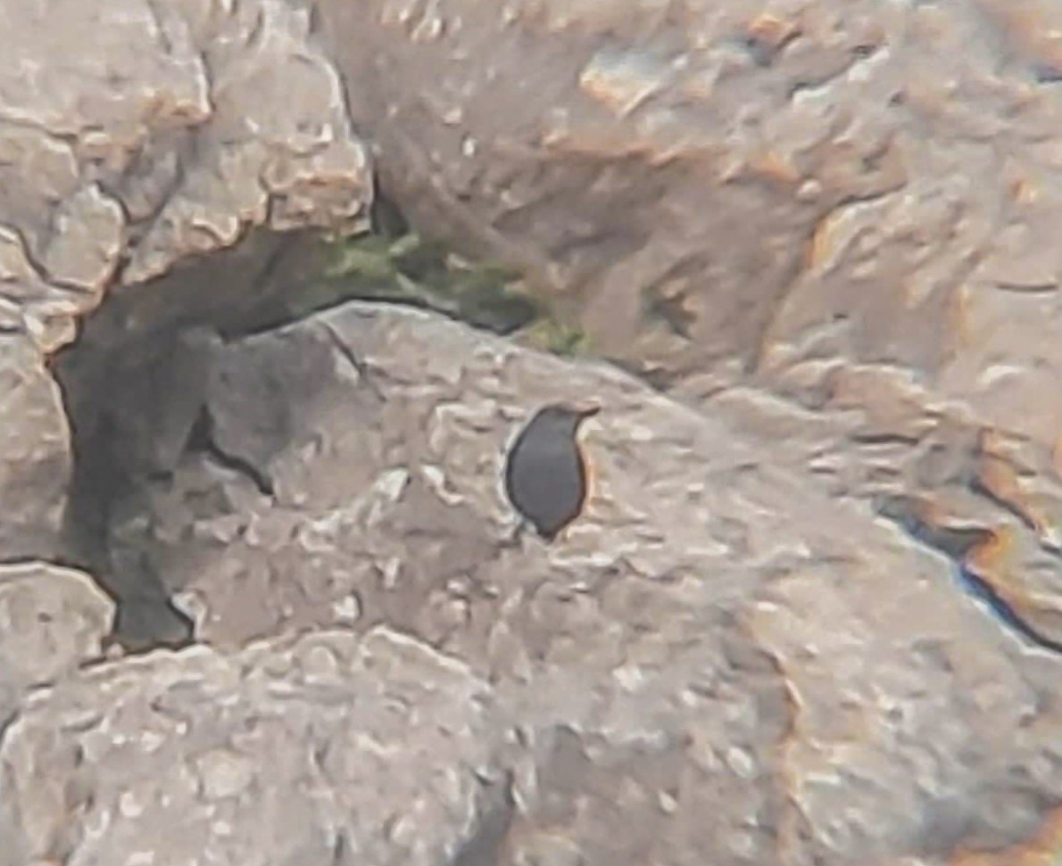 Passero solitario (solitarius/longirostris) - ML629357049
