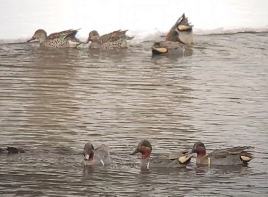 Green-winged Teal - ML629357070