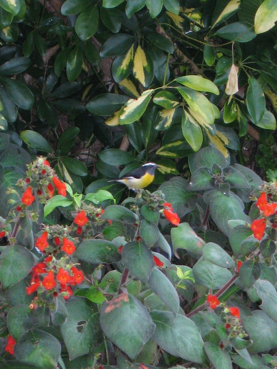 Bananaquit - ML629357170