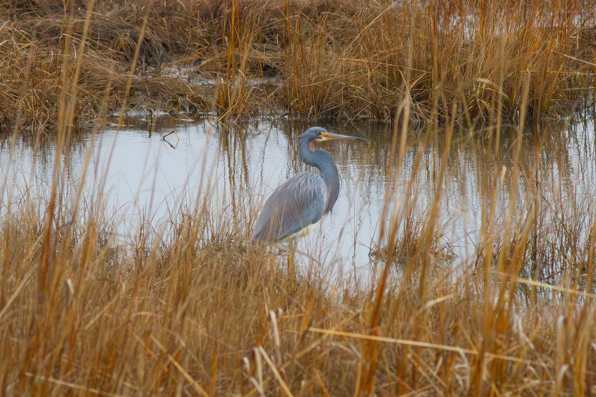 Aigrette tricolore - ML629357491
