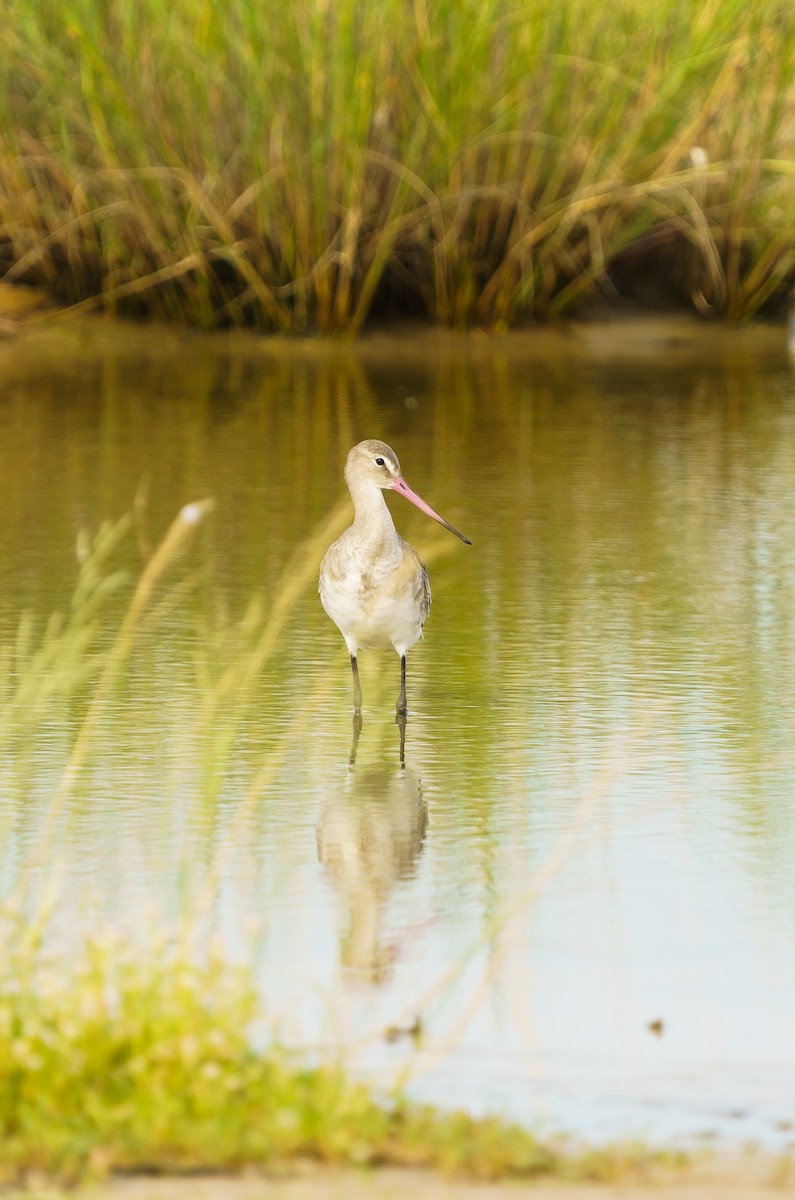 黑尾鷸 - ML629357555