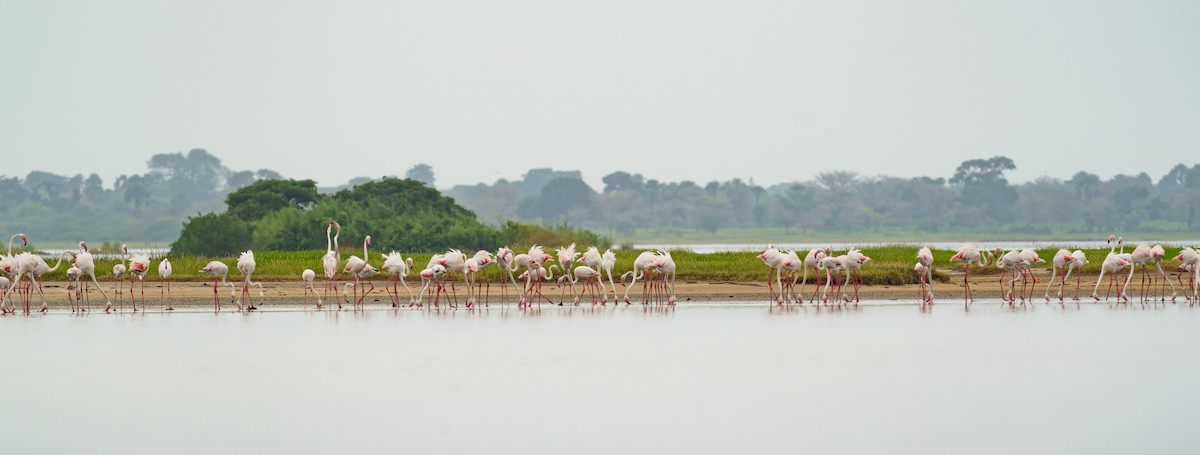 大紅鸛 - ML629357608