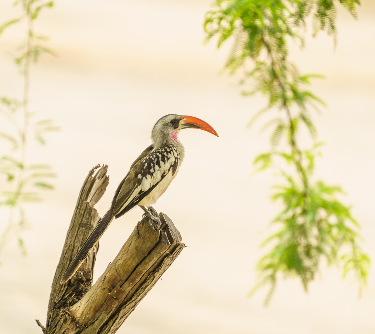 Western Red-billed Hornbill - ML629357632