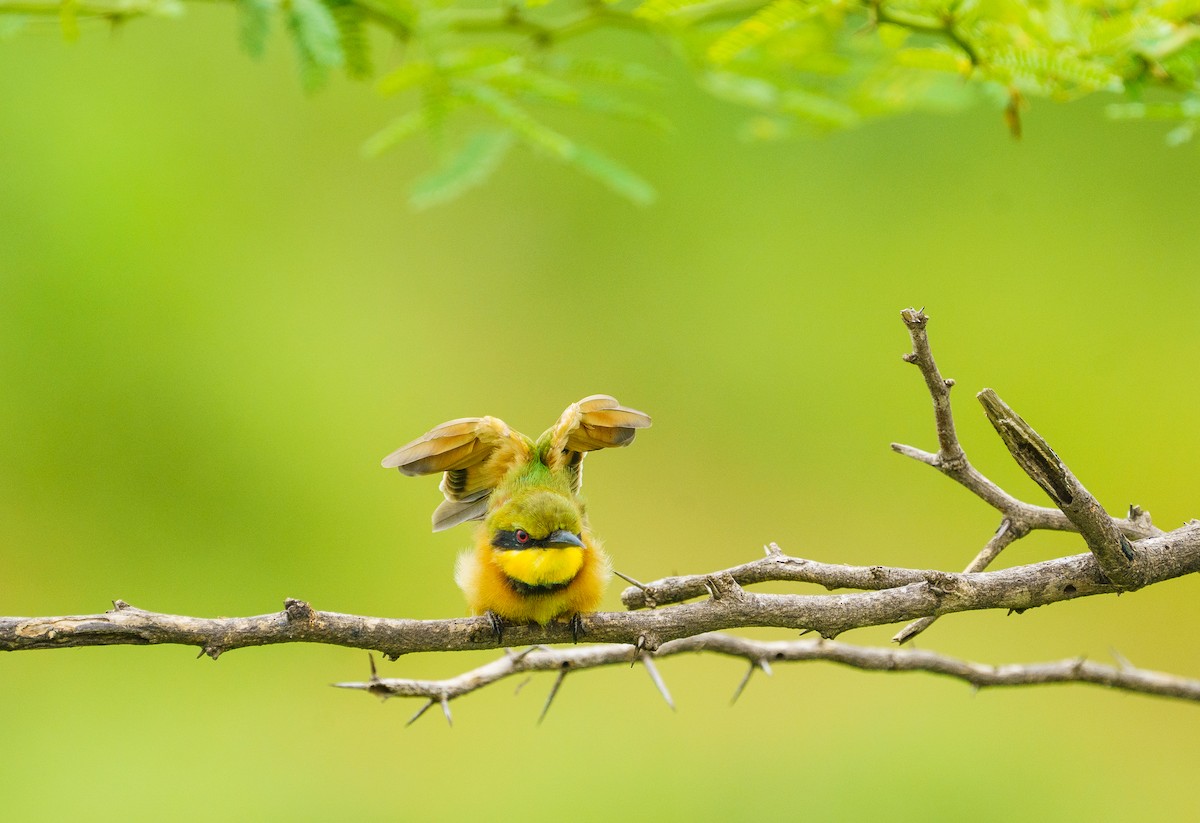 Little Bee-eater - ML629357640