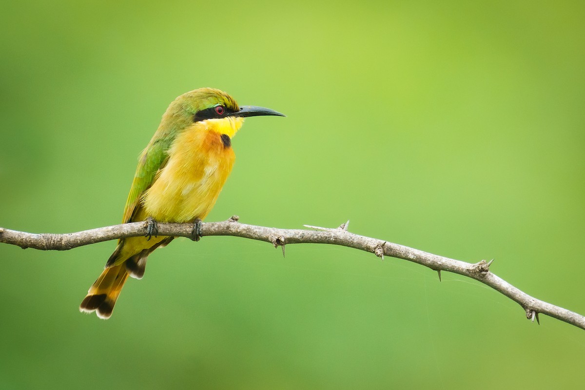 Little Bee-eater - ML629357641