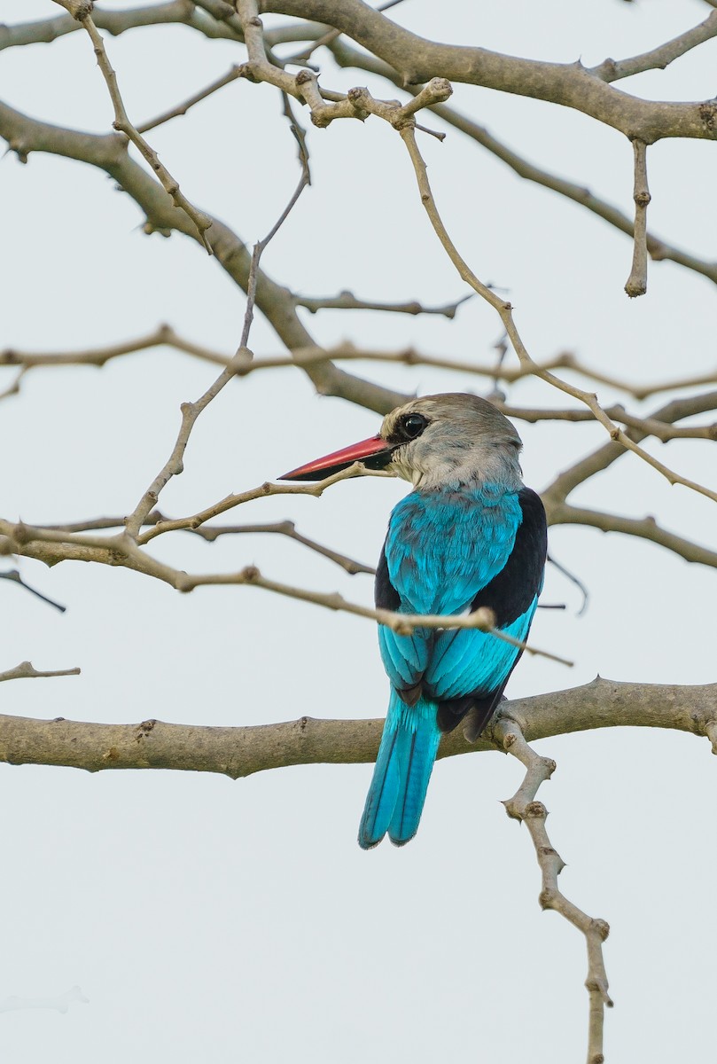 Woodland Kingfisher - ML629357653