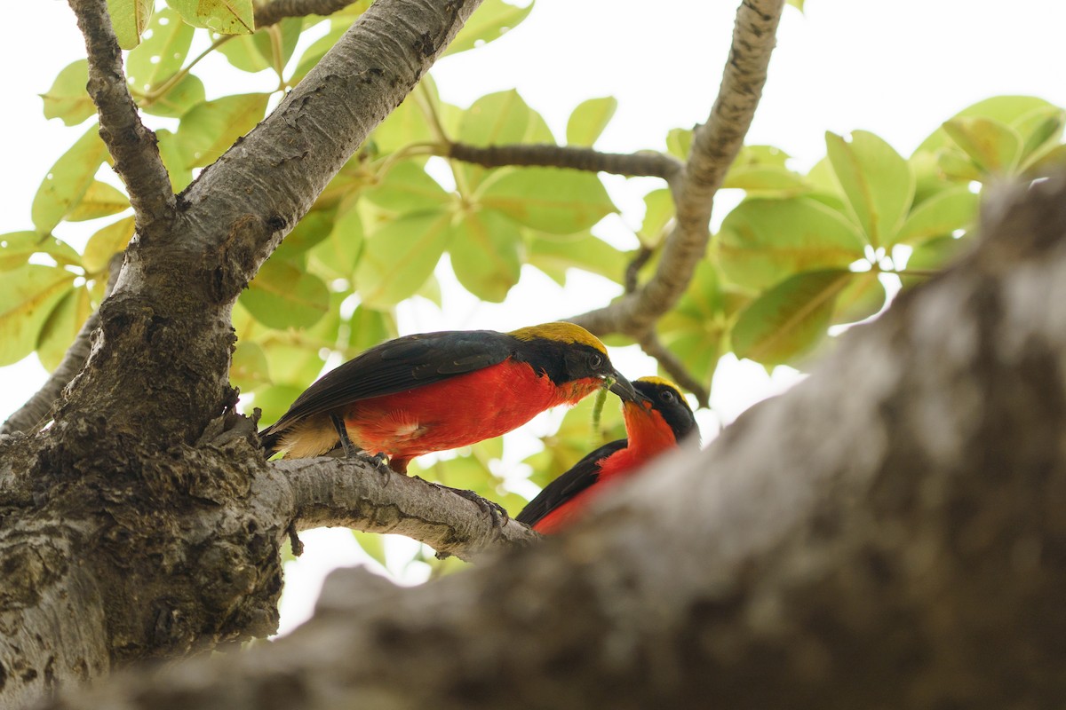 Yellow-crowned Gonolek - ML629357669