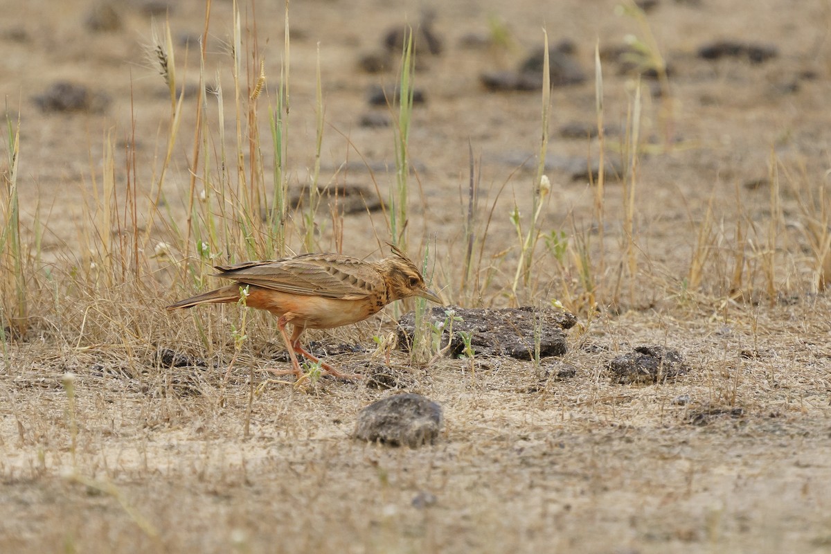 Crested Lark - ML629357675
