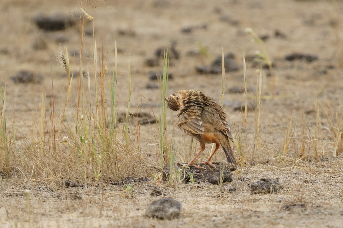Crested Lark - ML629357676
