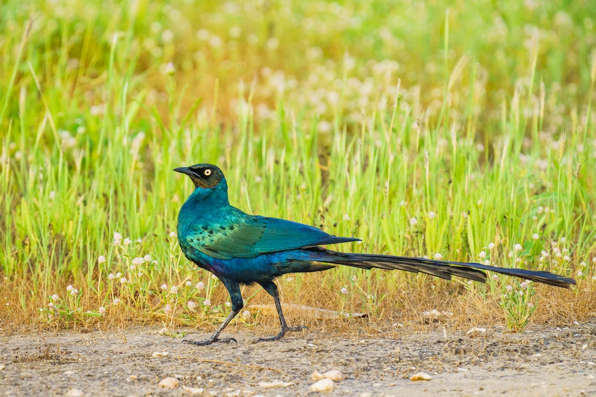 長尾麗椋鳥 - ML629357695