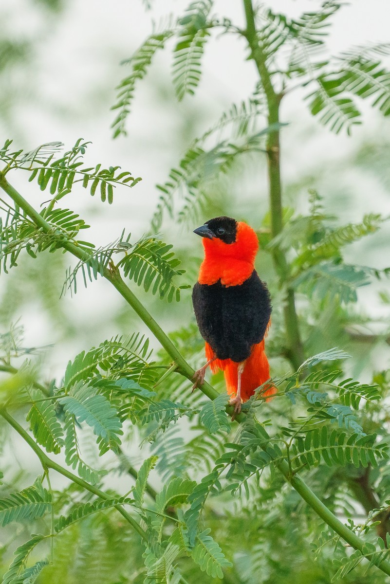 Northern Red Bishop - ML629357707