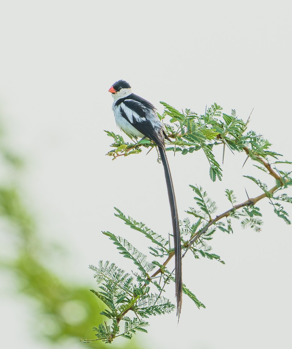 針尾維達雀 - ML629357709