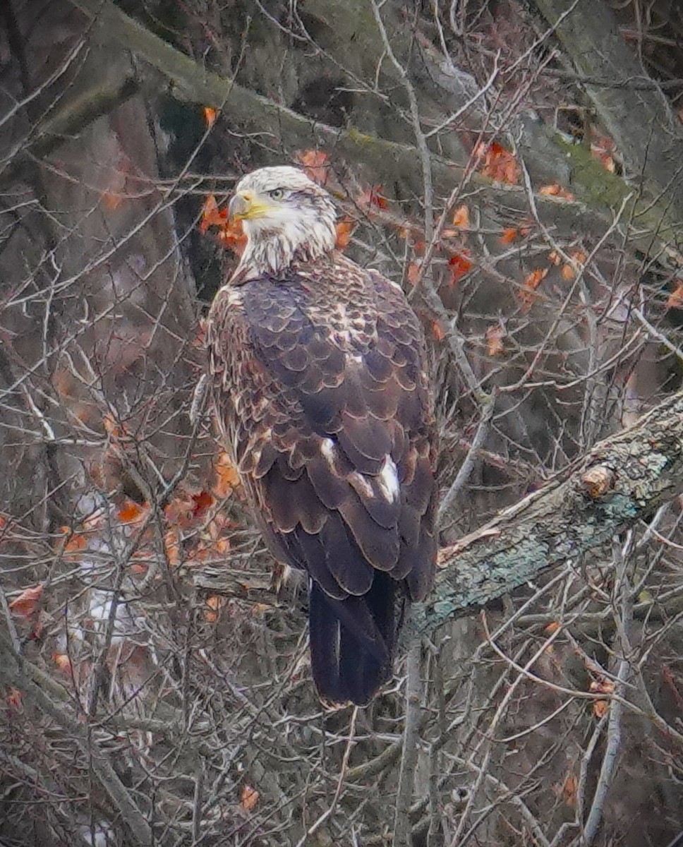 Bald Eagle - ML629357862