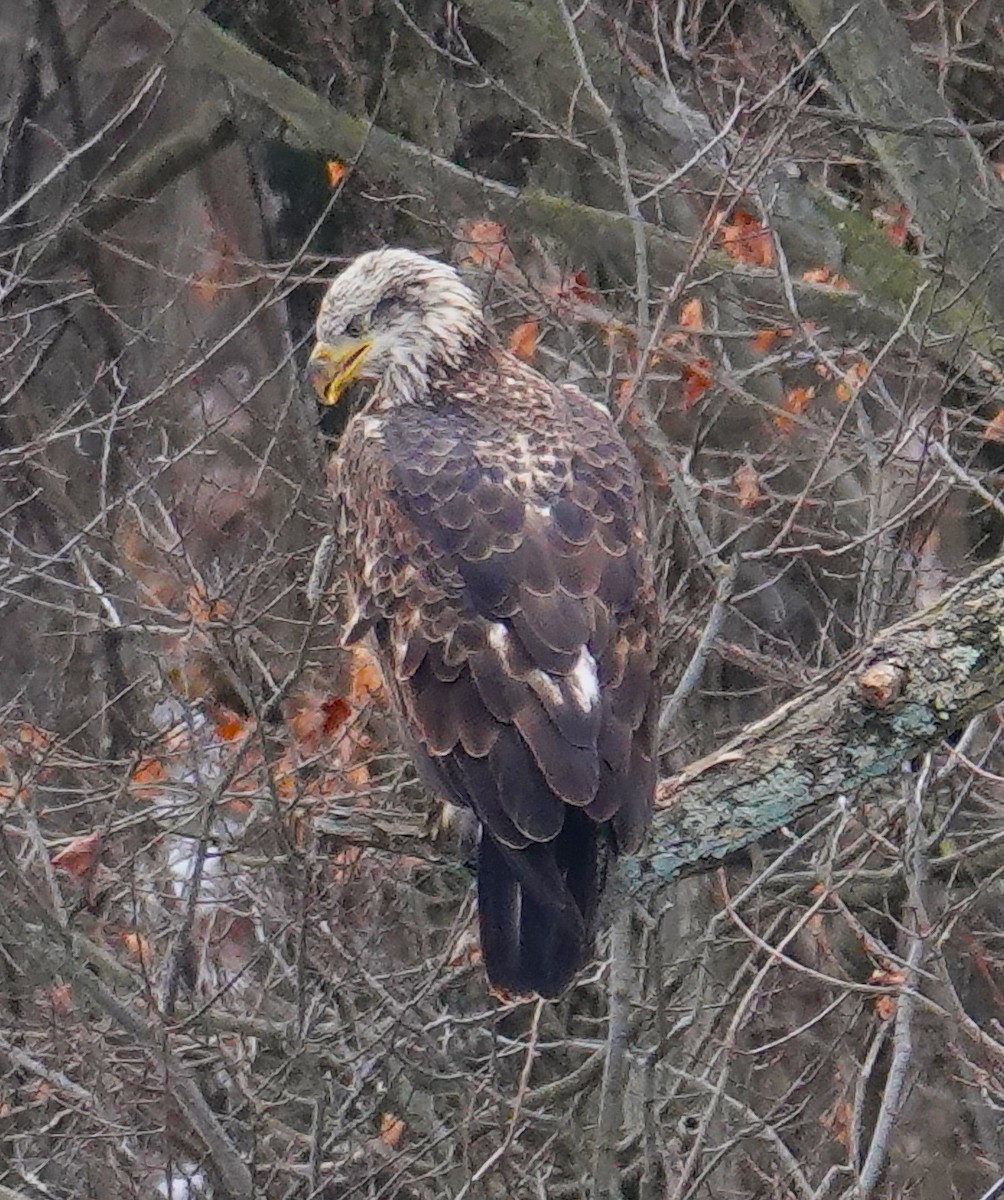 Bald Eagle - ML629357863