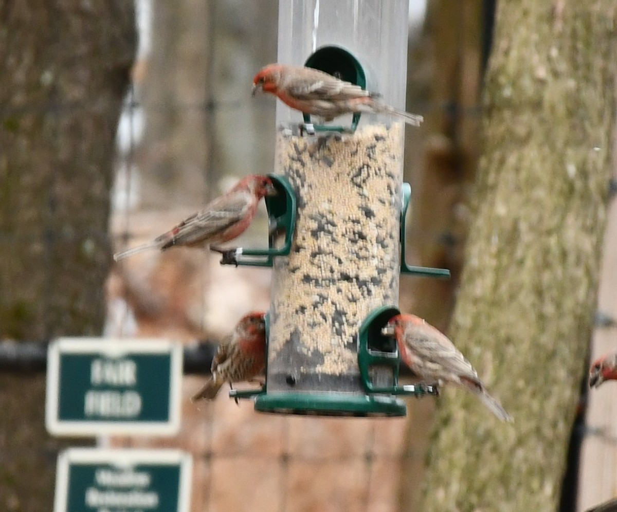 House Finch - ML629357970