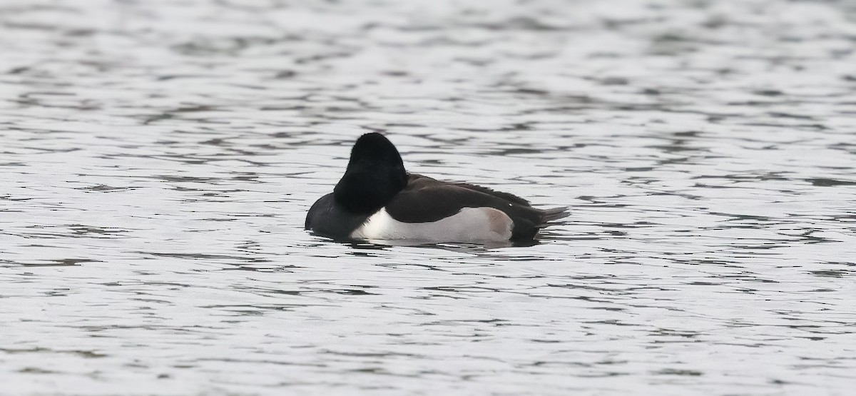 Ring-necked Duck - ML629358073