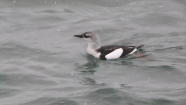 Black Guillemot - ML629358167