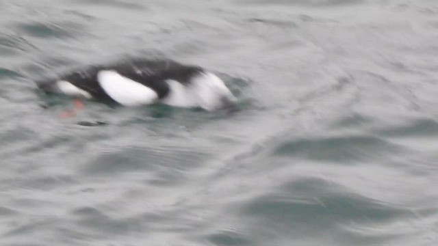 Black Guillemot - ML629358170