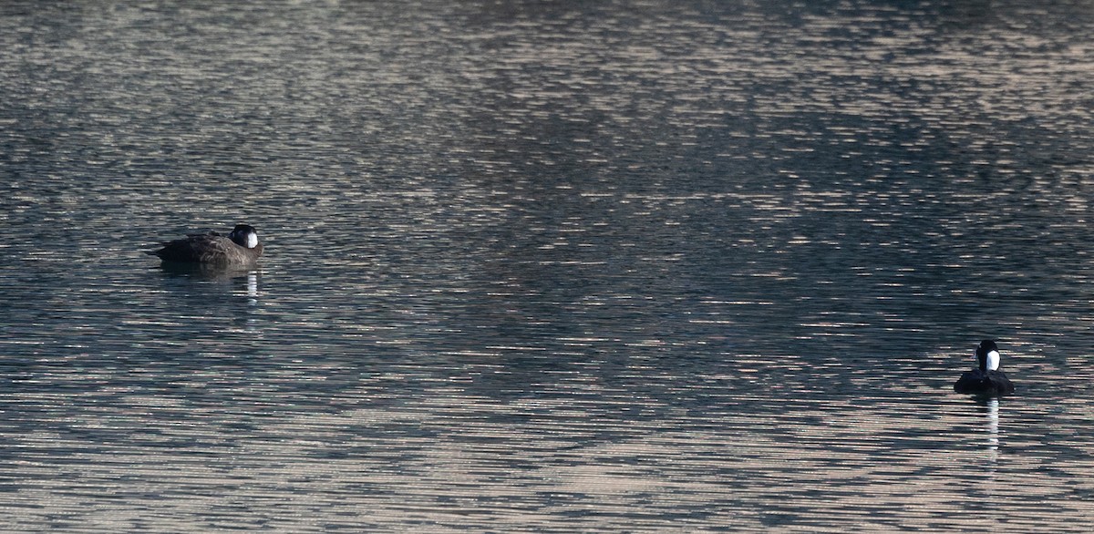 Surf Scoter - ML629358355