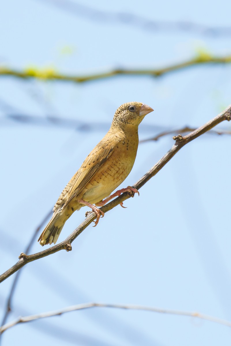 Cut-throat - ML629358498