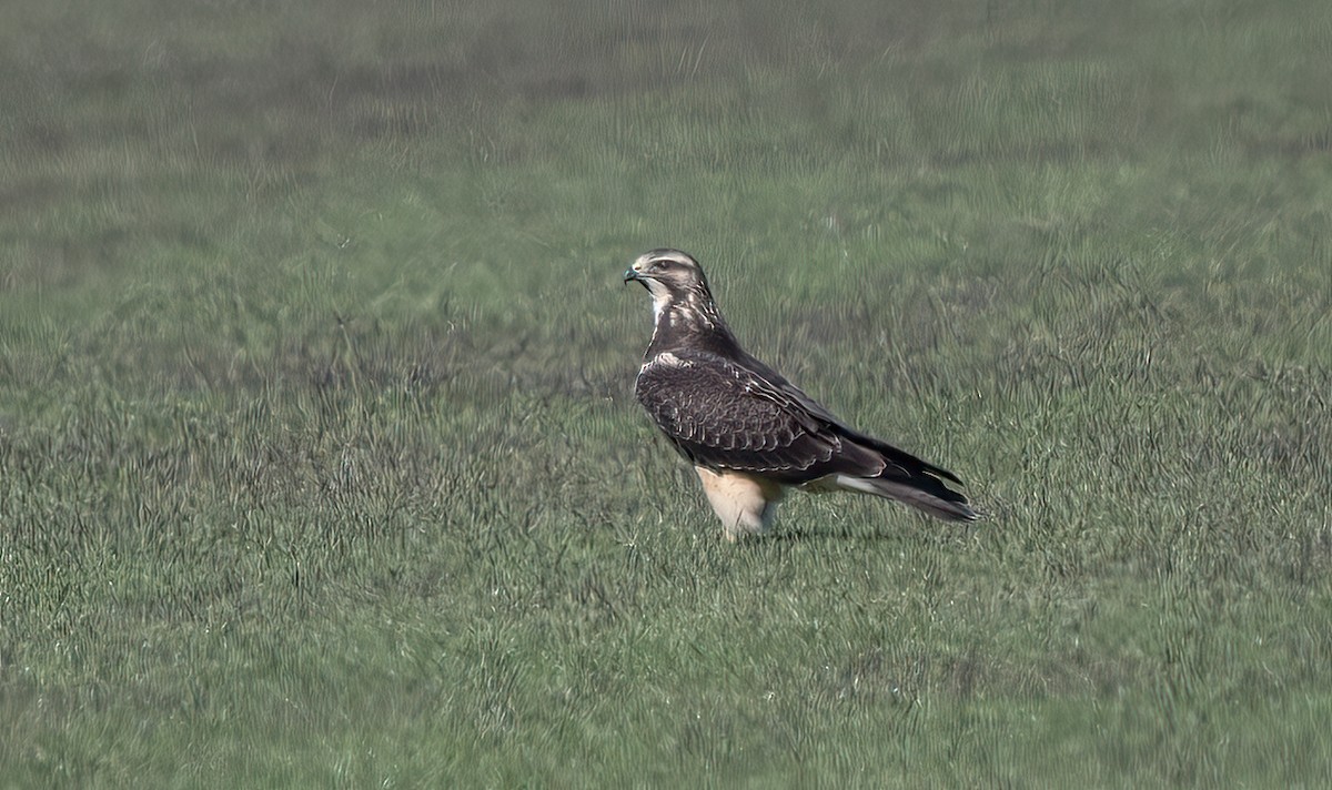 Präriebussard - ML629358792