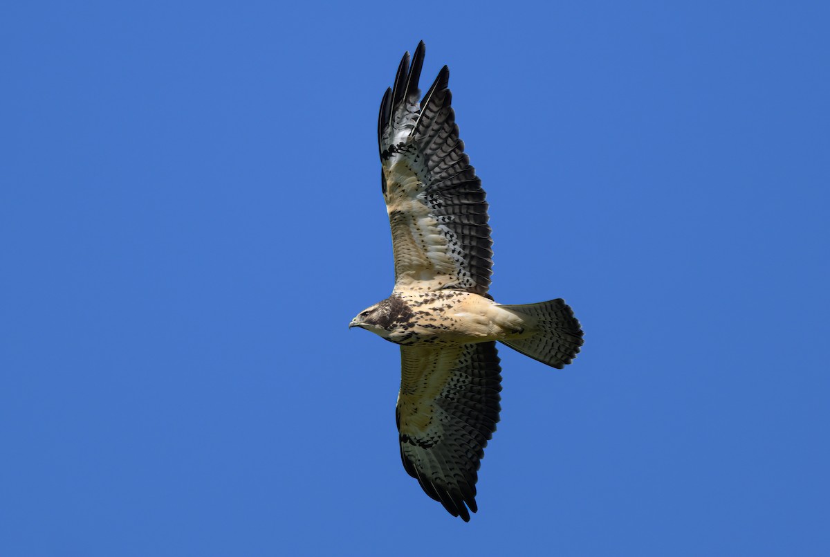 Präriebussard - ML629358807