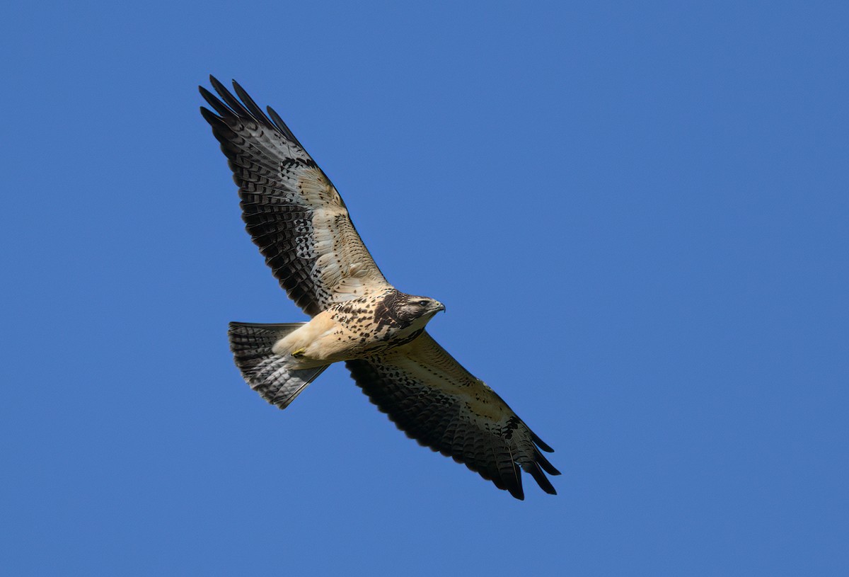 Präriebussard - ML629358828