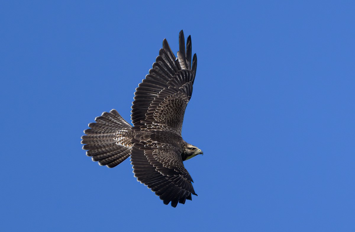 Präriebussard - ML629358830