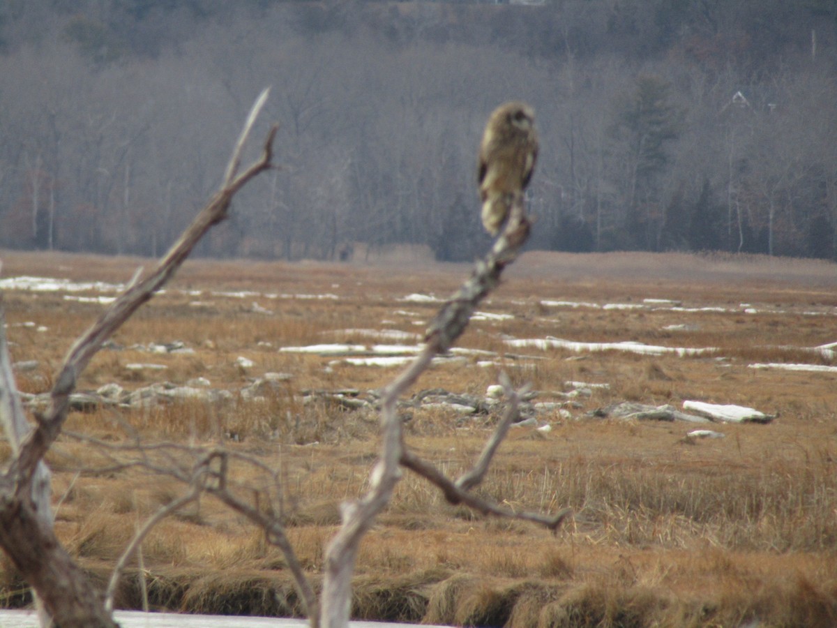 Hibou des marais - ML629359066