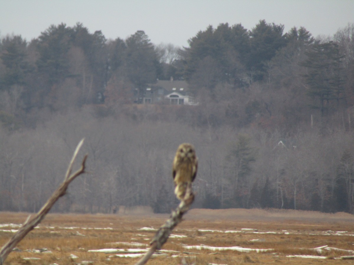 Hibou des marais - ML629359067