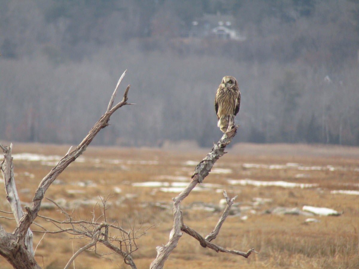 Hibou des marais - ML629359068